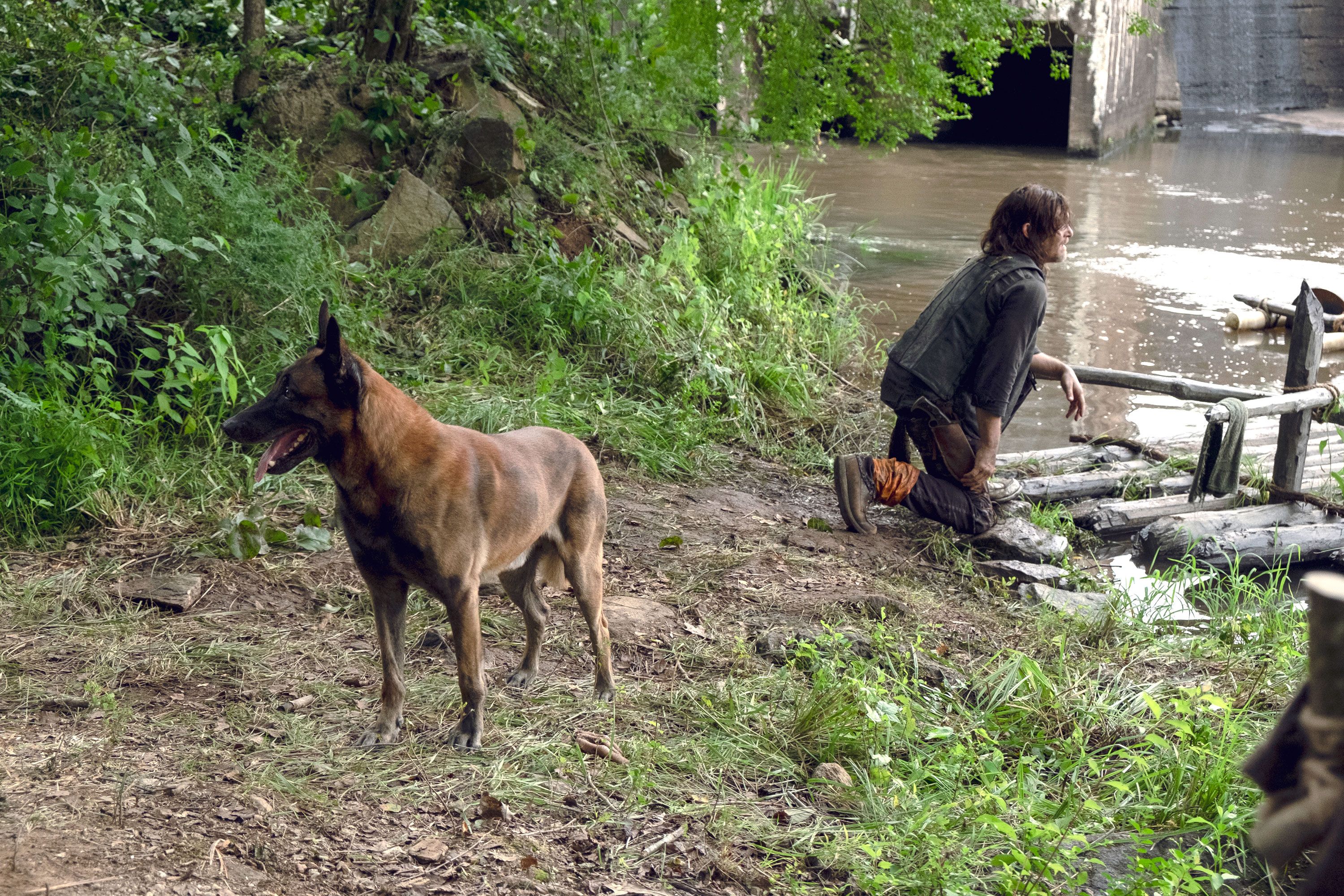 The Walking Dead fans sign petition begging show not to kill Daryl's dog