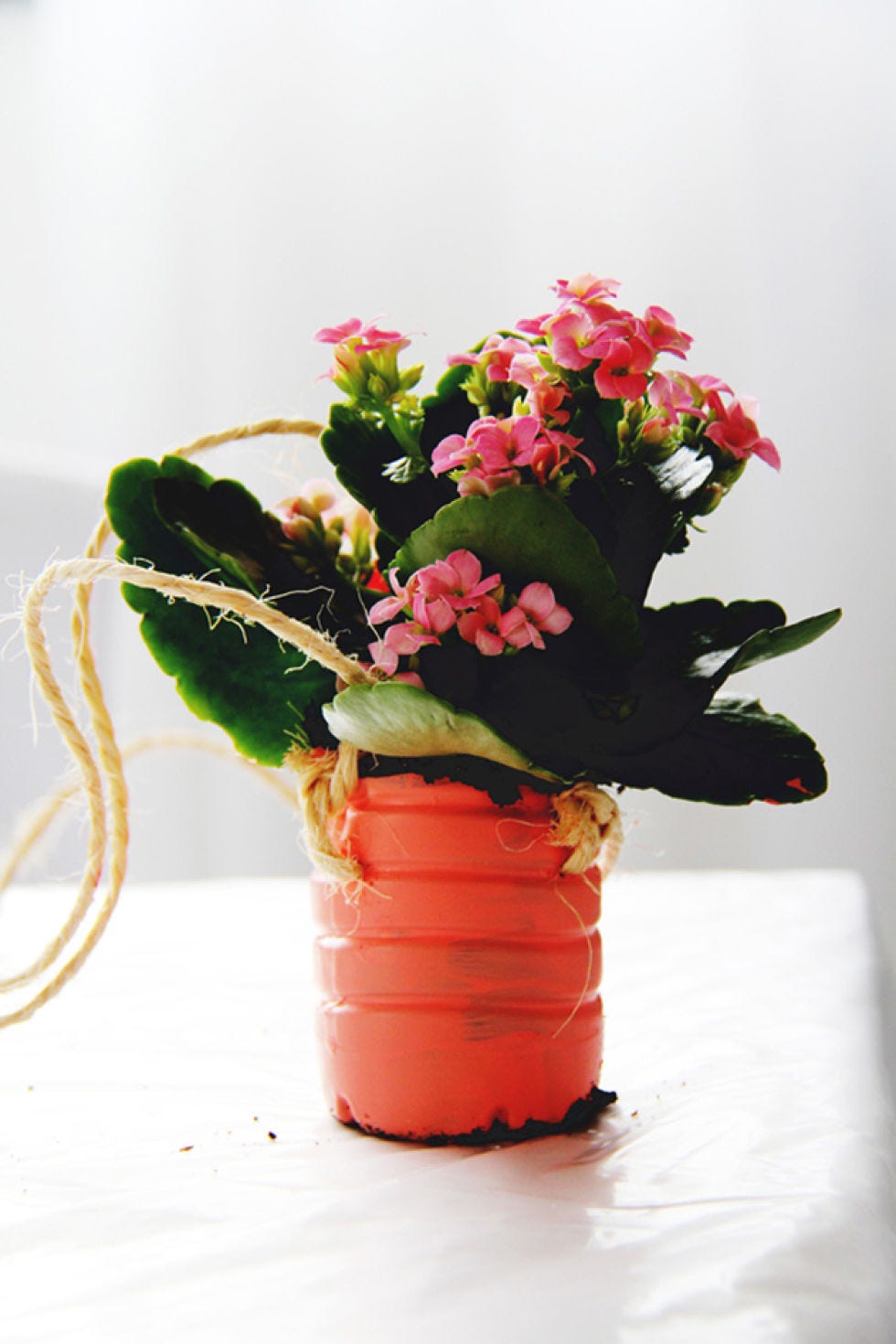 Flowerpot, Flower, Petal, Flowering plant, Botany, Interior design, Flower Arranging, Bouquet, Cut flowers, Still life photography, 