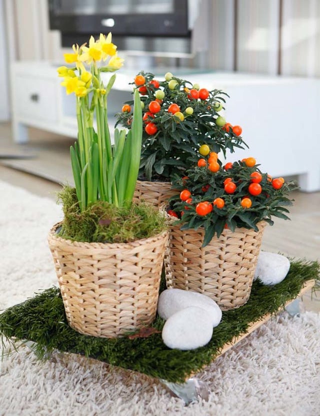 Flower, Petal, Floristry, Flowering plant, Flowerpot, Flower Arranging, Bouquet, Floral design, Cut flowers, Narcissus, 