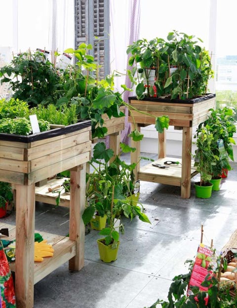 Flowerpot, Plant, Interior design, Houseplant, Herb, Annual plant, Herbaceous plant, 