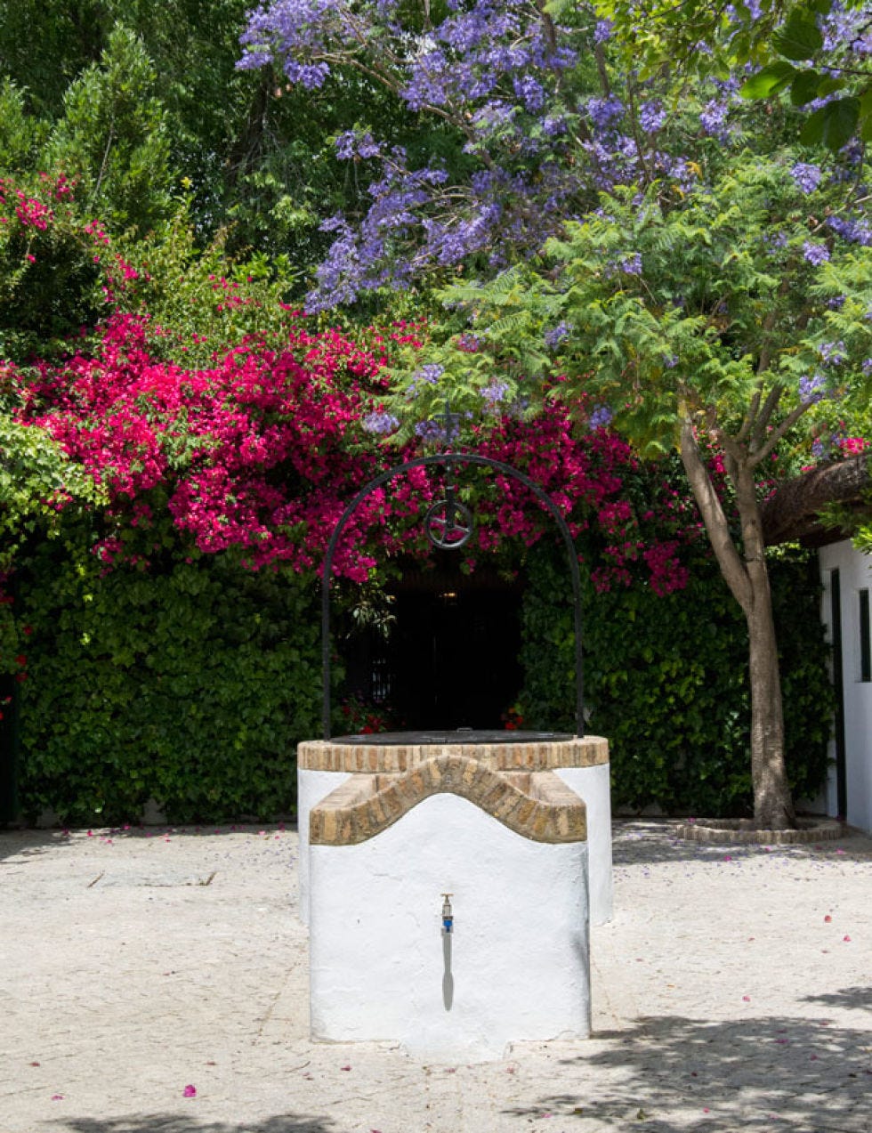 Flower, Shrub, Pink, Petal, Magenta, Garden, Door, Spring, Annual plant, Blossom, 