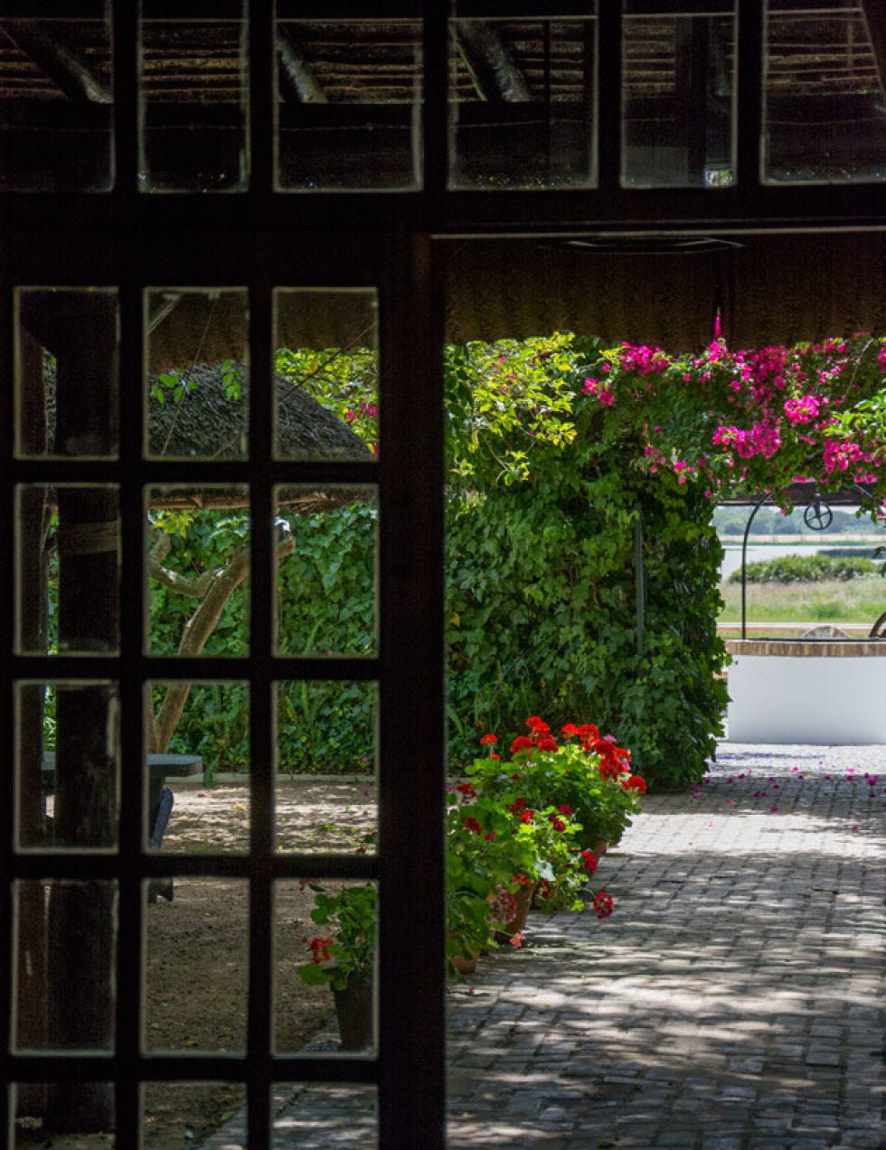 Petal, Glass, Flower, Fixture, Shrub, Garden, Annual plant, Walkway, Landscaping, Daylighting, 