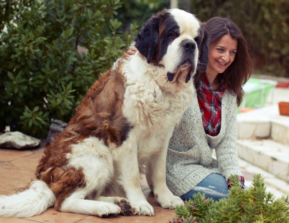 Human, Dog breed, Dog, Vertebrate, Mammal, Carnivore, Sporting Group, Sitting, Companion dog, Sweater, 
