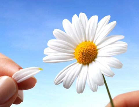 Finger, Petal, Daytime, Flower, Colorfulness, Nail, People in nature, Thumb, camomile, Flowering plant, 