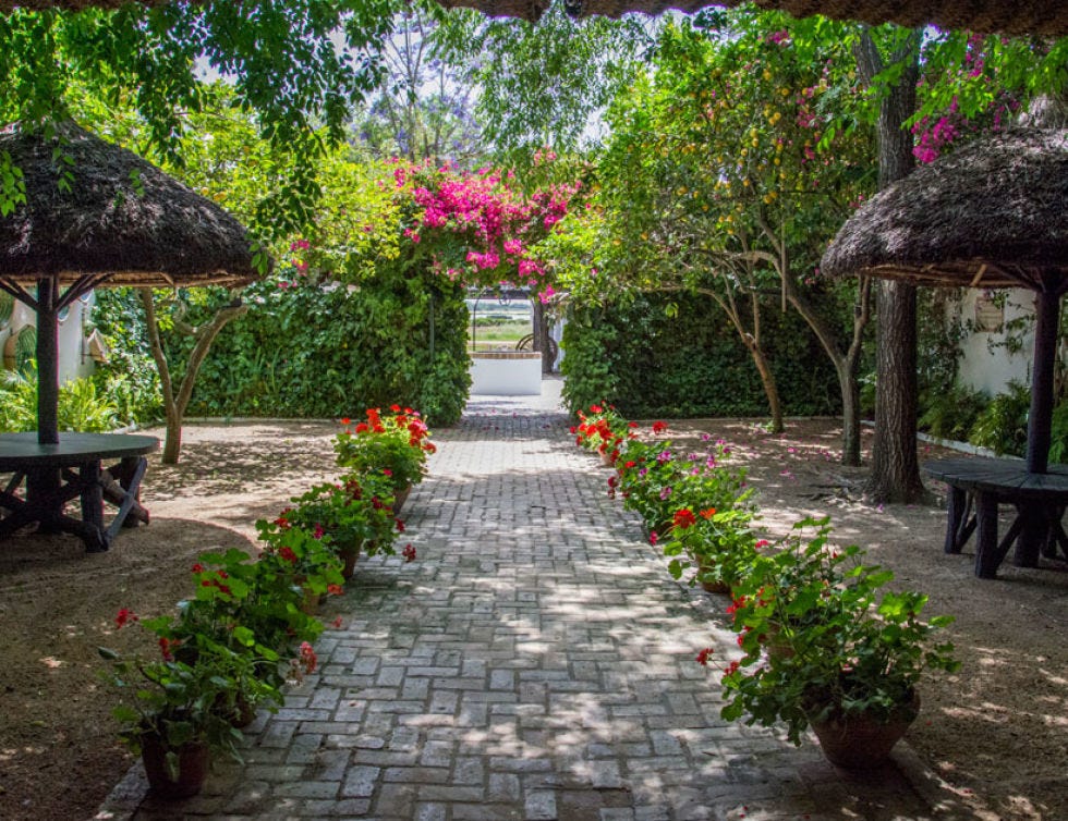 Plant, Petal, Flower, Shrub, Garden, Bench, Botany, Outdoor furniture, Shade, Outdoor bench, 