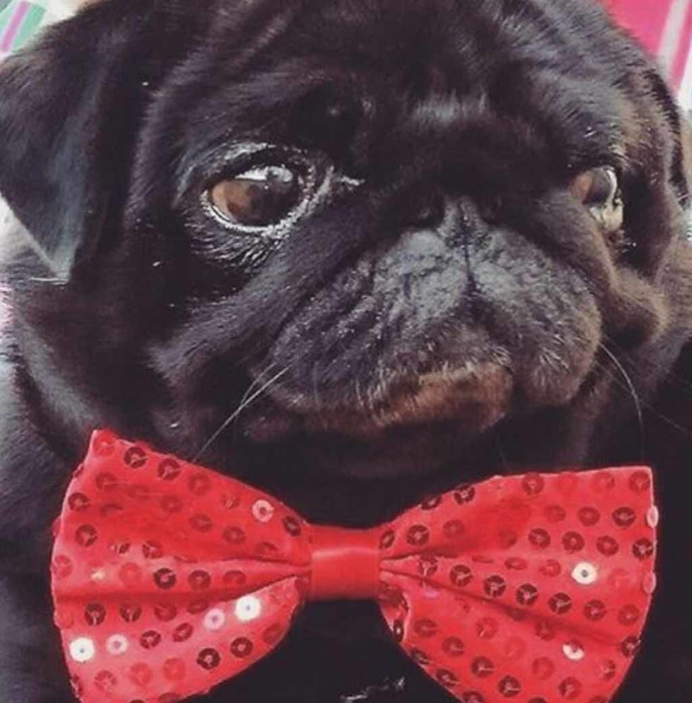 Skin, Dog, Carnivore, Red, Pug, Mammal, Pink, Snout, Dog breed, Collar, 