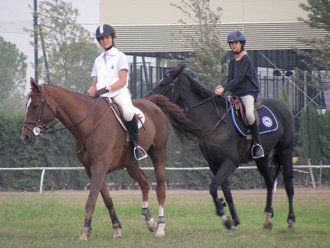 Halter, Bridle, Horse supplies, Shoe, Rein, Vertebrate, Horse, Helmet, Horse tack, Riding boot, 