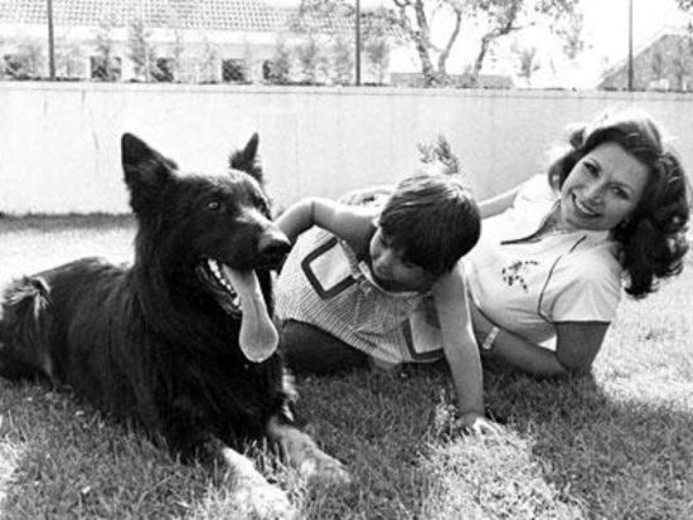 Dog, Canidae, Dog breed, Companion dog, Carnivore, Bohemian shepherd, Police dog, Ancient dog breeds, German shepherd dog, 