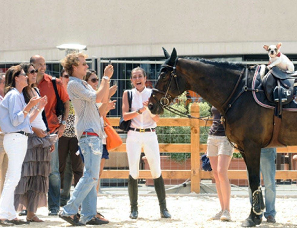 Halter, Bridle, Horse supplies, Horse, Rein, Vertebrate, Horse tack, Working animal, Liver, Livestock, 