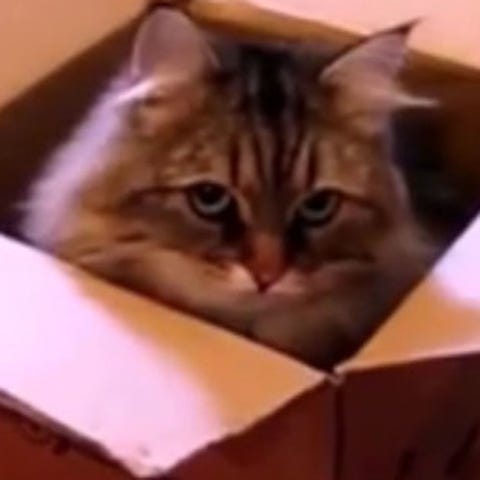 Brown, Skin, Whiskers, Small to medium-sized cats, Felidae, Vertebrate, Carnivore, Cat, Iris, Snout, Brown, Skin, Whiskers, Small to medium-sized cats, Felidae, Vertebrate, Carnivore, Cat, Iris, Snout,