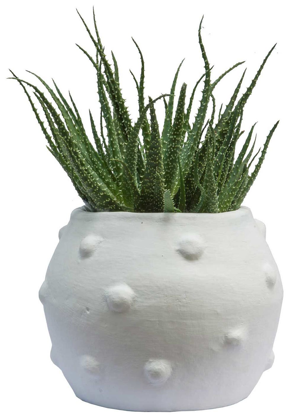 jarron blanco aloe vera
