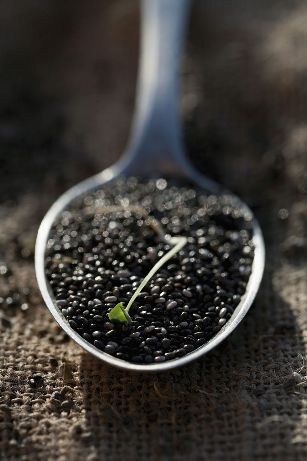 Superfood, Soil, Food, Plant, Blackberry, 