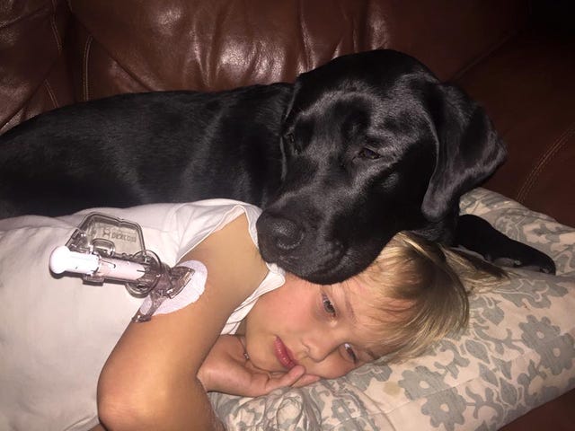 Comfort, Dog, Dog breed, Mammal, Carnivore, Companion dog, Sporting Group, Couch, Canidae, Gun dog, 