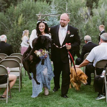 Dog breed, Chair, Furniture, Carnivore, Formal wear, Dog, Ceremony, Folding chair, Sporting Group, Canidae, 
