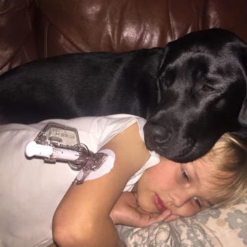 Comfort, Dog, Dog breed, Mammal, Carnivore, Companion dog, Sporting Group, Couch, Canidae, Gun dog, 