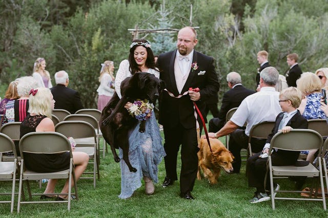 Dog breed, Chair, Furniture, Carnivore, Formal wear, Dog, Ceremony, Folding chair, Sporting Group, Canidae, 