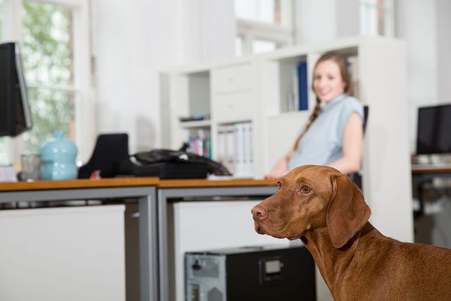 día de llevar el perro al trabajo, perro, oficina, trabajo,