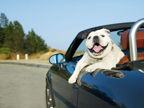 Mode of transport, Dog, Vehicle door, Carnivore, Vertebrate, Automotive mirror, Automotive exterior, Road surface, Glass, Dog breed, 
