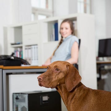 día de llevar el perro al trabajo, perro, oficina, trabajo, día de llevar el perro al trabajo, perro, oficina, trabajo,