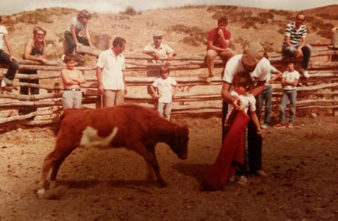 Vertebrate, Bovine, Mammal, Rural area, Temple, Terrestrial animal, Livestock, Tradition, Bull, Working animal, Vertebrate, Bovine, Mammal, Rural area, Temple, Terrestrial animal, Livestock, Tradition, Bull, Working animal,