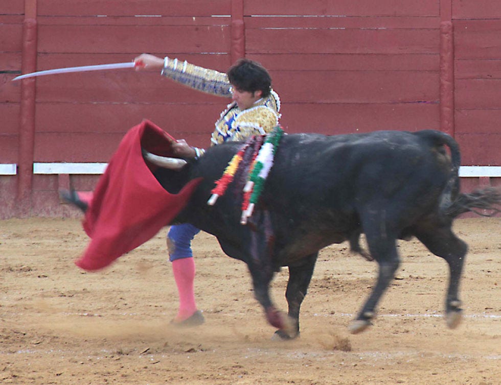 Bull, Animal sports, Mammal, Sport venue, Bovine, Matador, Vertebrate, Bullfighting, Entertainment, Public event, Bull, Animal sports, Mammal, Sport venue, Bovine, Matador, Vertebrate, Bullfighting, Entertainment, Public event,