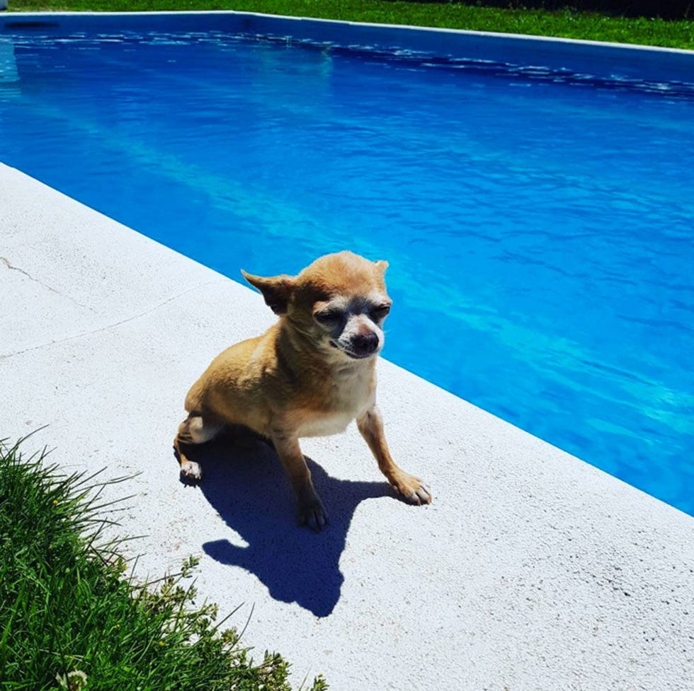 Dog, Canidae, Dog breed, Carnivore, Companion dog, Summer, Fawn, Chihuahua, Vacation, Toy dog, 