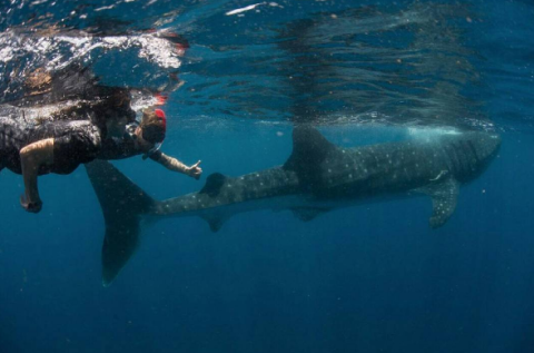 Fluid, Organism, Liquid, Underwater, Vertebrate, Water, Marine mammal, Marine biology, Aqua, Fish, 