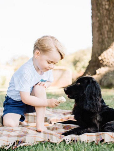 Photograph, Dog, Canidae, Dog breed, Grass, Photography, Sporting Group, Carnivore, Companion dog, Obedience training, 
