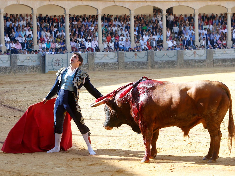 Bull, Animal sports, Mammal, Bullfighting, Matador, Bovine, Sport venue, Vertebrate, Bullring, Entertainment, 