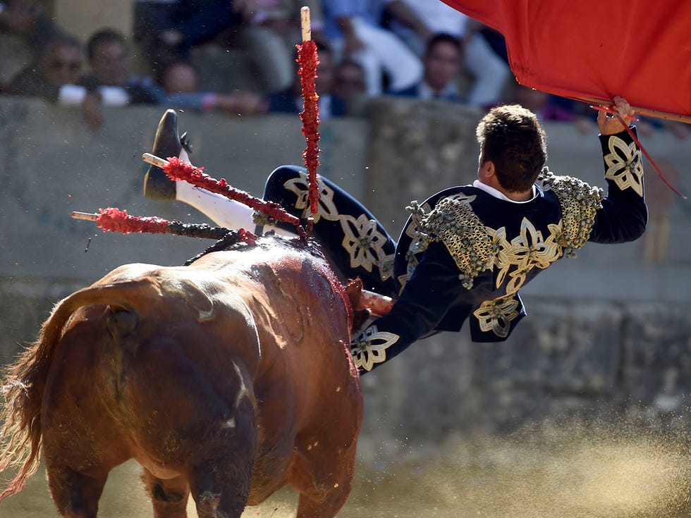 Bull, Bovine, Animal sports, Bullfighting, Matador, Sport venue, Public event, Traditional sport, Tradition, Performance, 