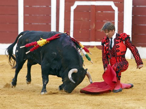 Bull, Animal sports, Mammal, Sport venue, Matador, Vertebrate, Bovine, Bullfighting, Entertainment, Public event, 