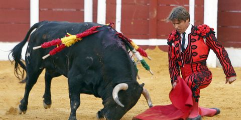 Bullfighting, Bull, Matador, Animal sports, Mammal, Sport venue, Bovine, Vertebrate, Entertainment, Bullring, 