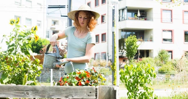 alimentos ecológicos