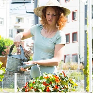 alimentos ecológicos