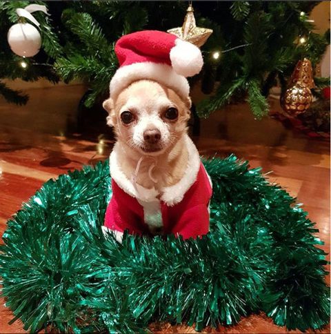 Dog, Canidae, Christmas ornament, Christmas, Christmas tree, Dog breed, Dog clothes, Carnivore, Holiday ornament, Companion dog, 
