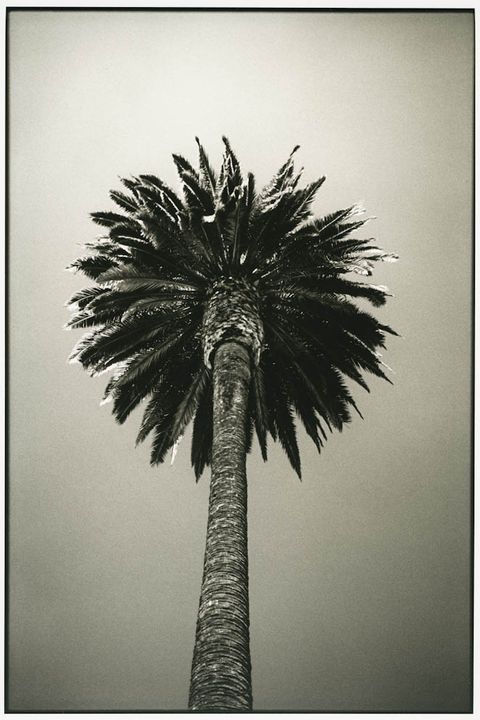 Tree, White, Palm tree, Arecales, Desert Palm, Borassus flabellifer, Woody plant, Plant, Date palm, Black-and-white, 