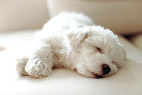 Best Apartment Dogs Good For Apartments Image
