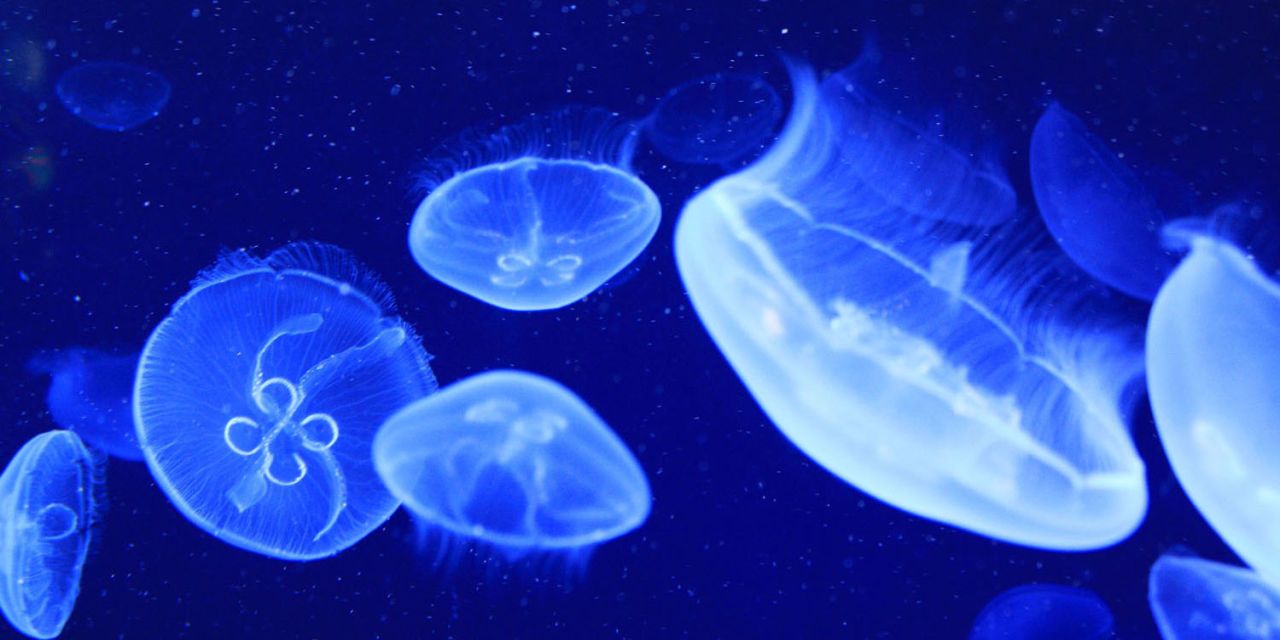 You Can Now Keep Jellyfish As Pets