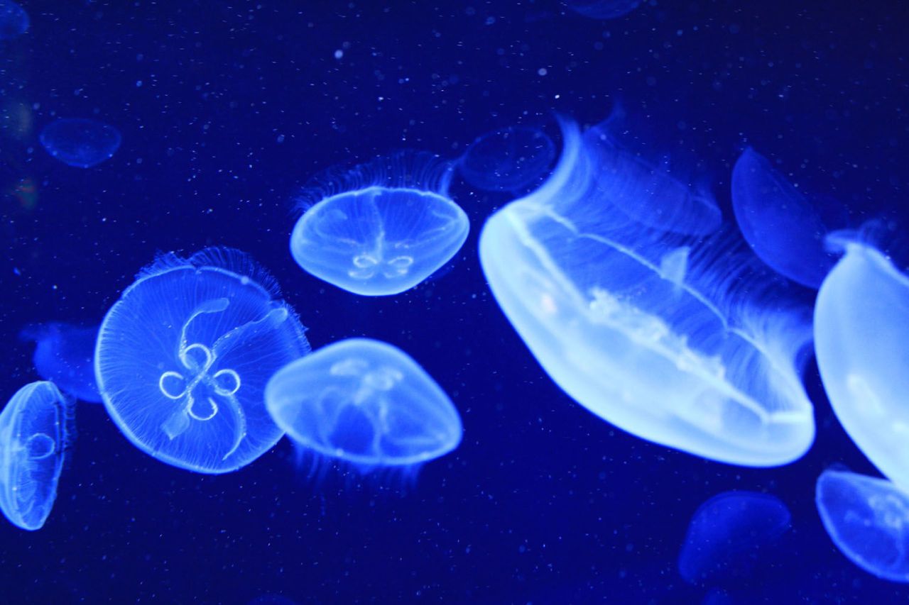 You Can Now Keep Jellyfish As Pets