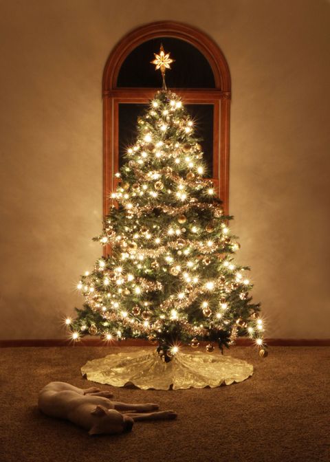 White Christmas Lights Or Colored Christmas Lights - Christmas Tree Lights