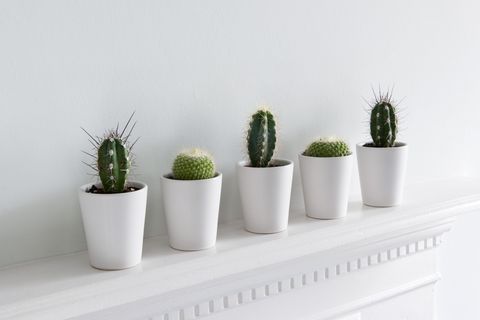 Flowerpot, Terrestrial plant, Botany, Grey, Flowering plant, Houseplant, Thorns, spines, and prickles, Interior design, Cactus, Caryophyllales, 