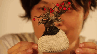 floating bonsai trees air bonsai trees