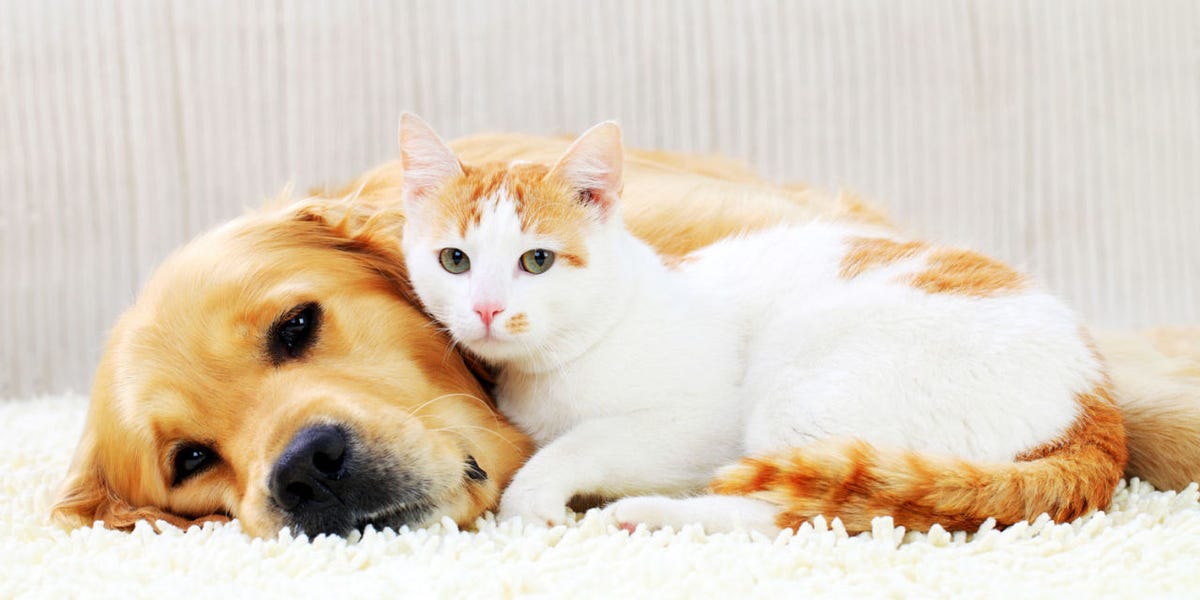 cat and dog