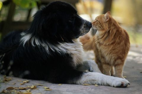 Do Cats Or Dogs Love You More How Cats And Dogs Feel Love