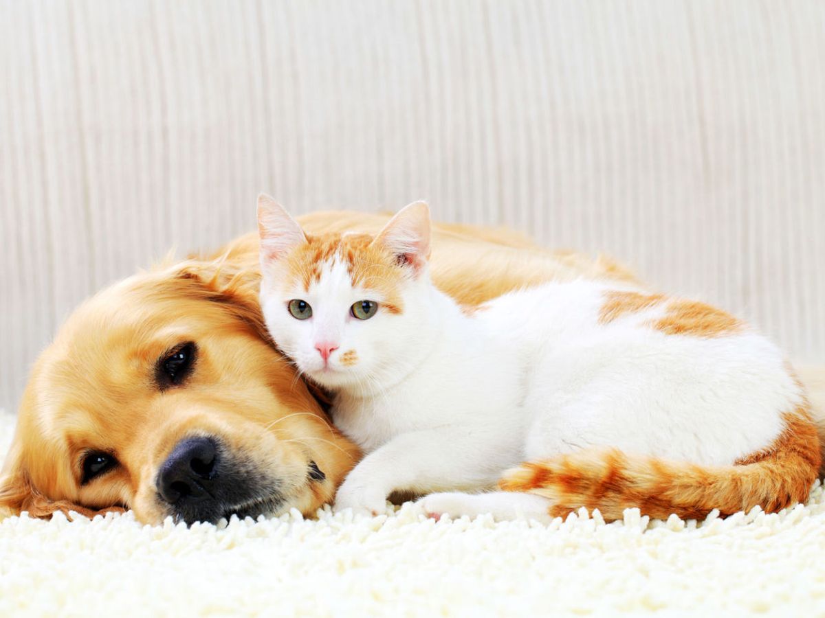 Do Cats Or Dogs Love You More - How Cats And Dogs Feel Love
