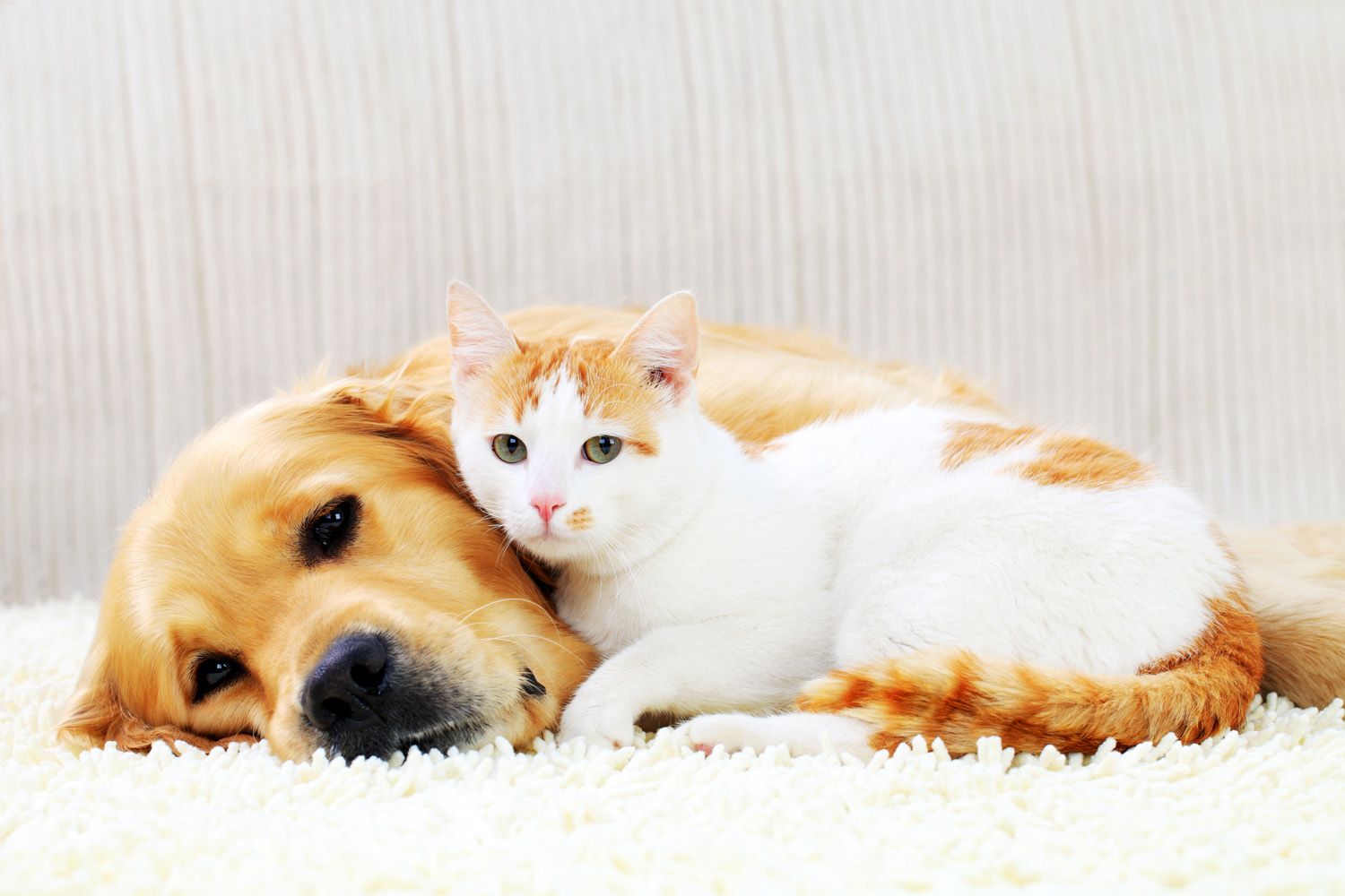 Do Cats Or Dogs Love You More How Cats And Dogs Feel Love