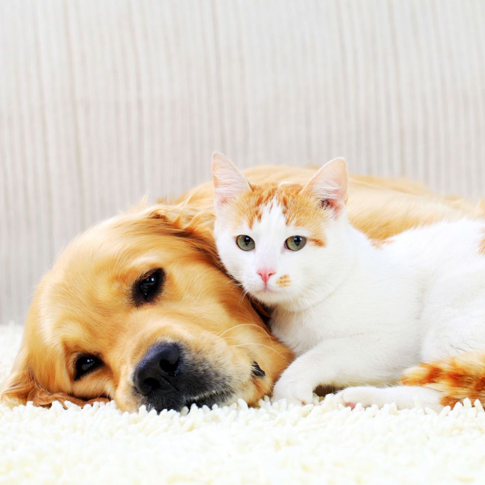 what is the difference between canine and feline