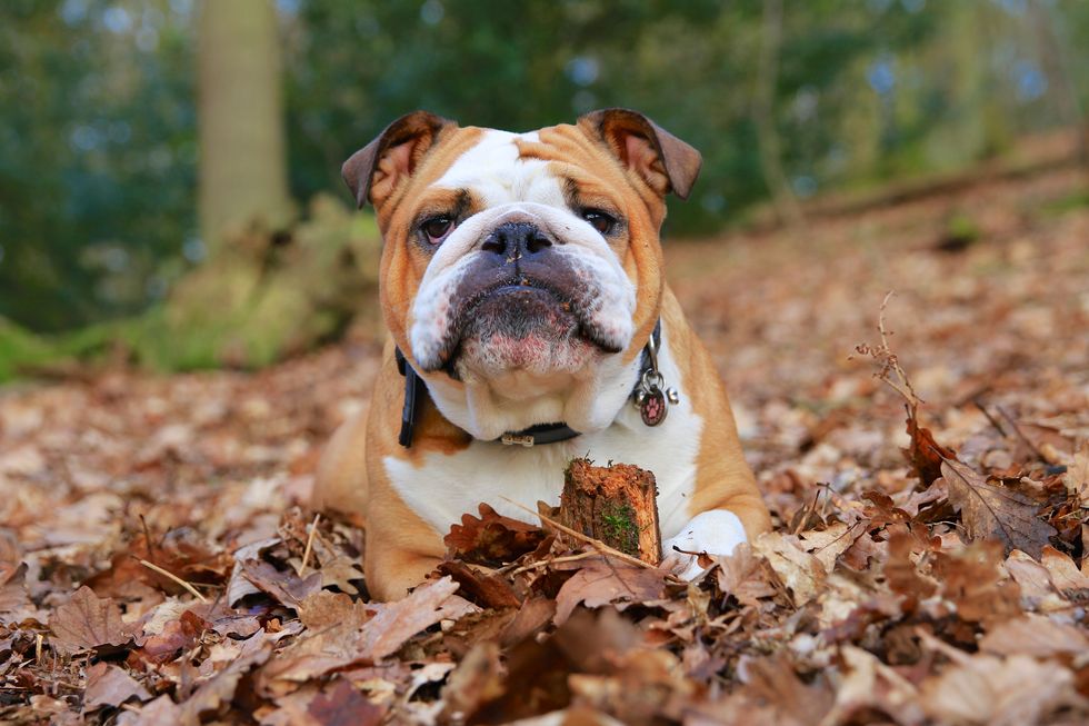Dog, Leaf, Carnivore, Bulldog, Olde english bulldogge, Fawn, Dog breed, Autumn, Deciduous, Snout, 