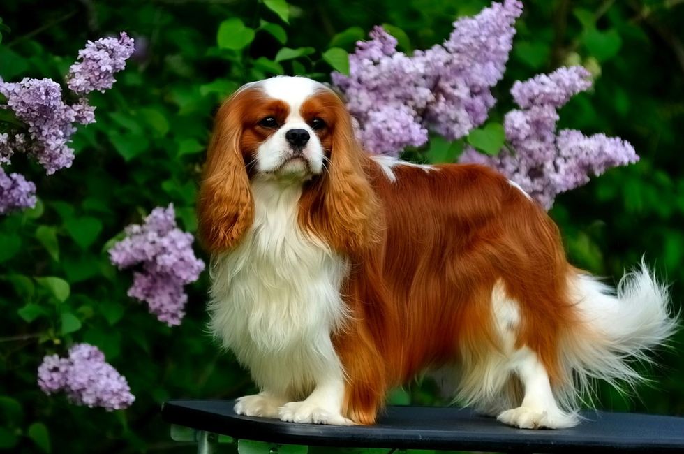 Dog breed, Vertebrate, Dog, Carnivore, Flower, Petal, Lavender, Purple, Toy dog, Cavalier king charles spaniel, 