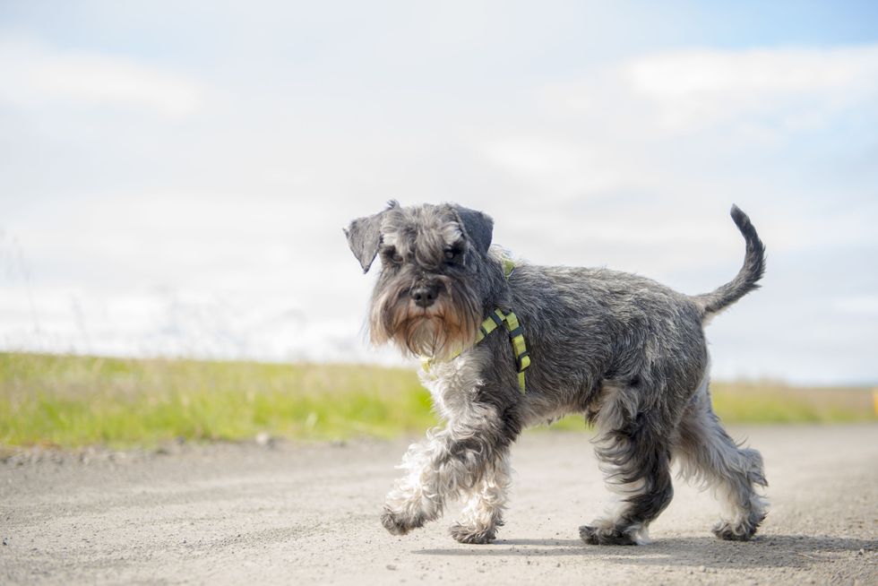 Dog breed, Dog, Carnivore, Schnauzer, Mammal, Snout, Terrier, Toy dog, Companion dog, Sporting Group, 